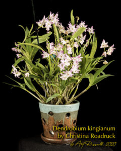 Dendrobium kingianum – The Jacksonville Orchid Society